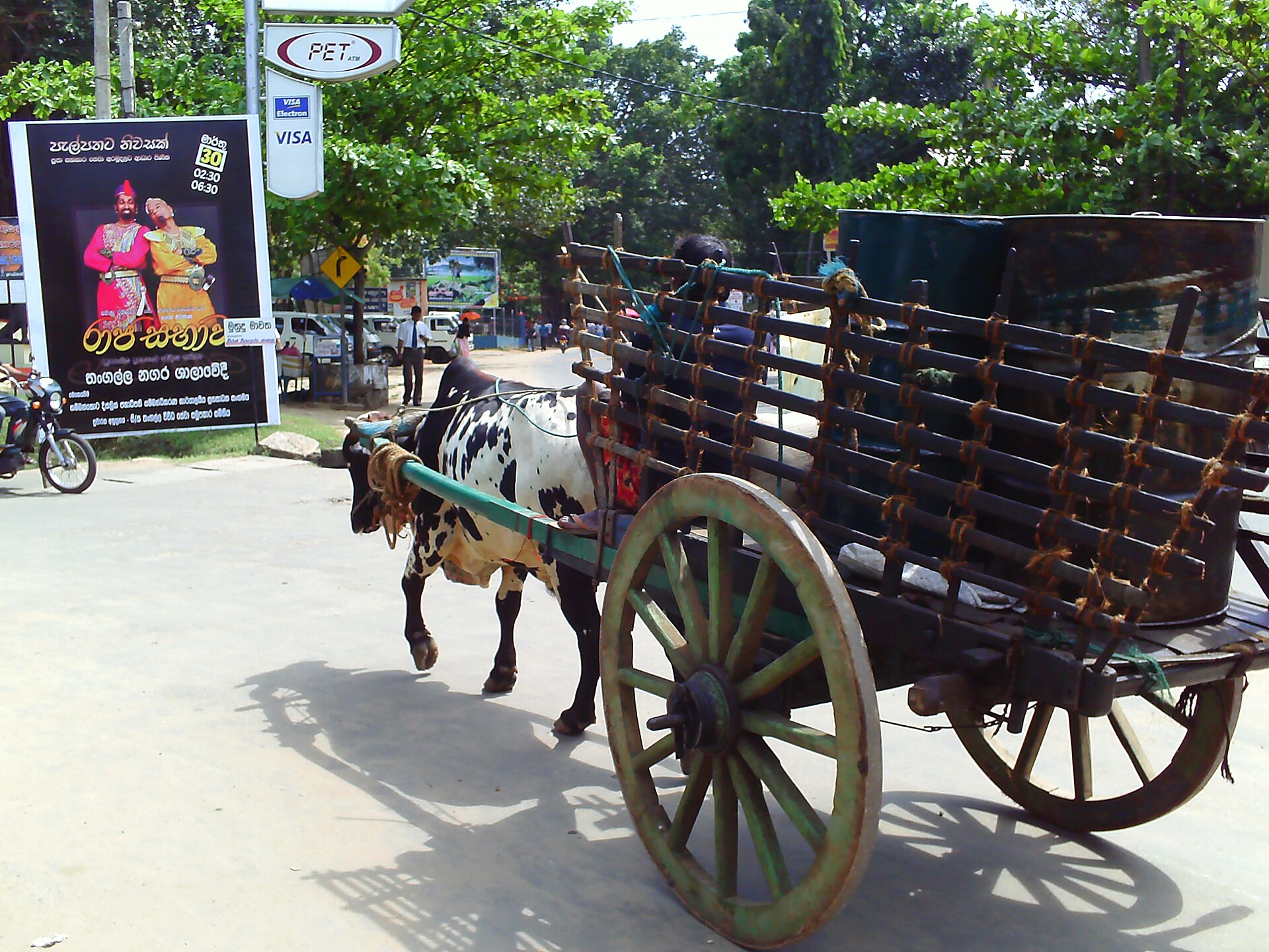 A pair of white bullocks pulling a wooden cart along a village track in Sri Lanka.