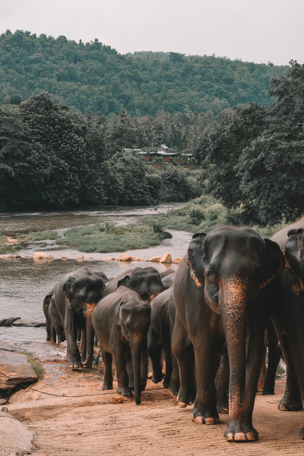 A herd of wild elephants grazing in a Sri Lankan national park