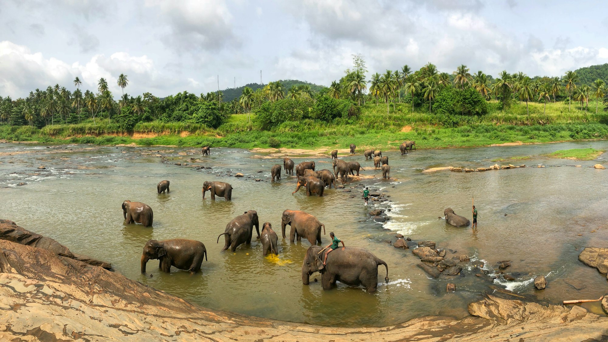A herd of wild elephants wading at the edge of the Minneriya tank