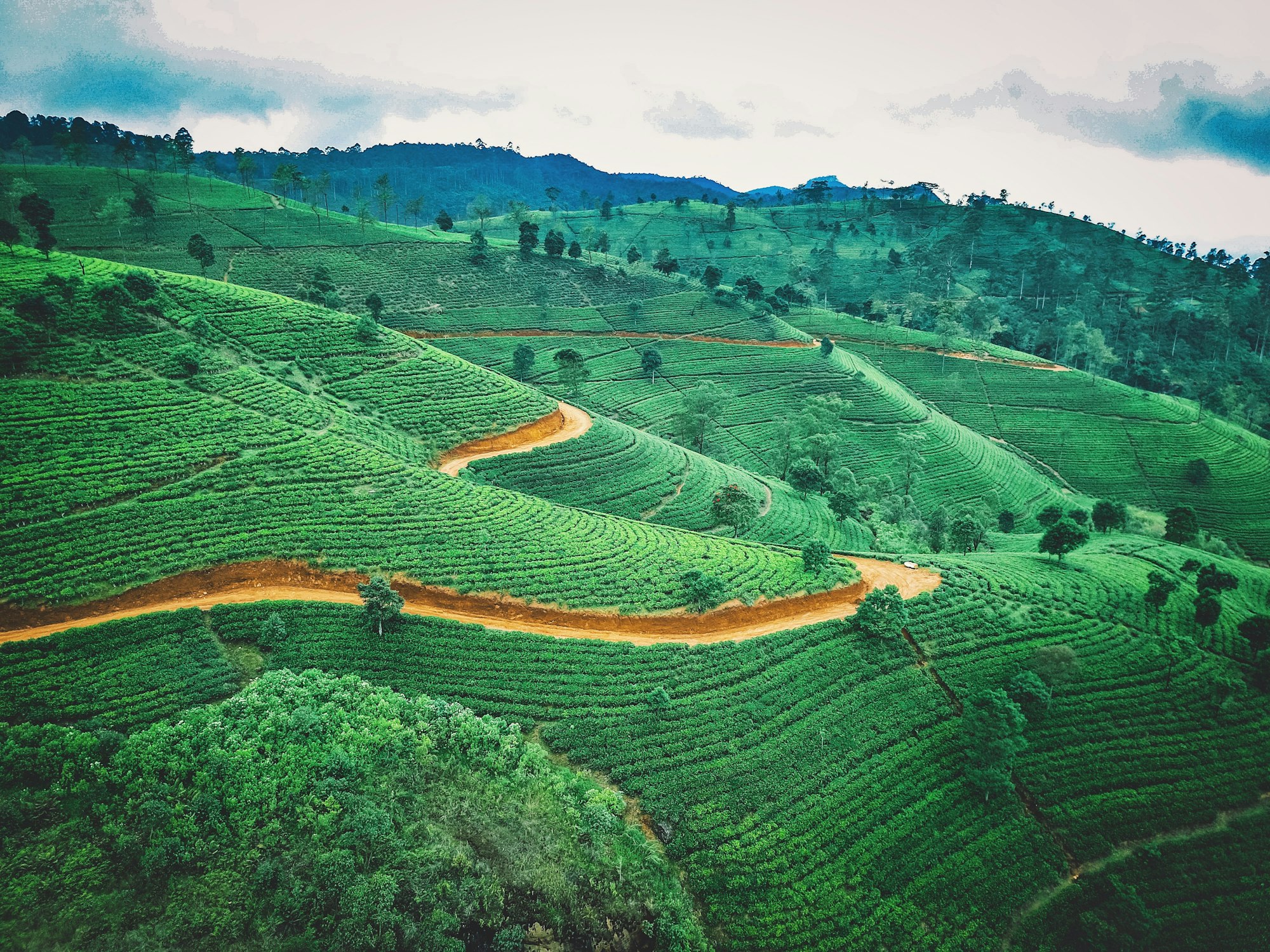 Steep hillsides planted with tea under low cloud in Sri Lanka's hill country.